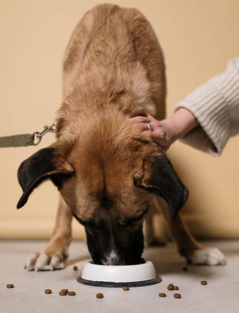 DIY Slow Feeder Dog Bowl