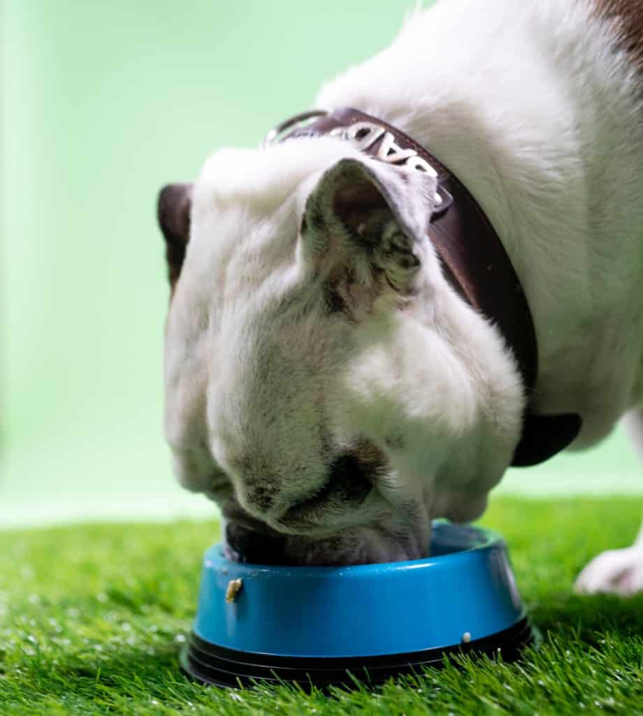 DIY Slow Feeder Dog Bowl