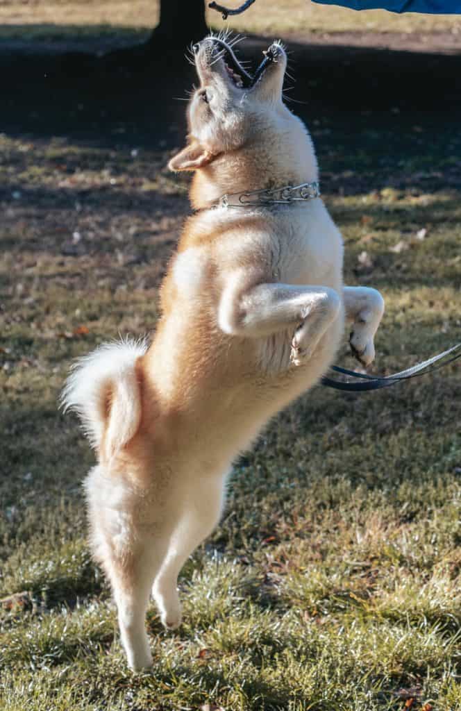 Dog standing on back legs as a response to a command