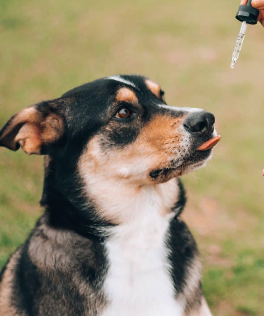 Pet supplement for itchy skin