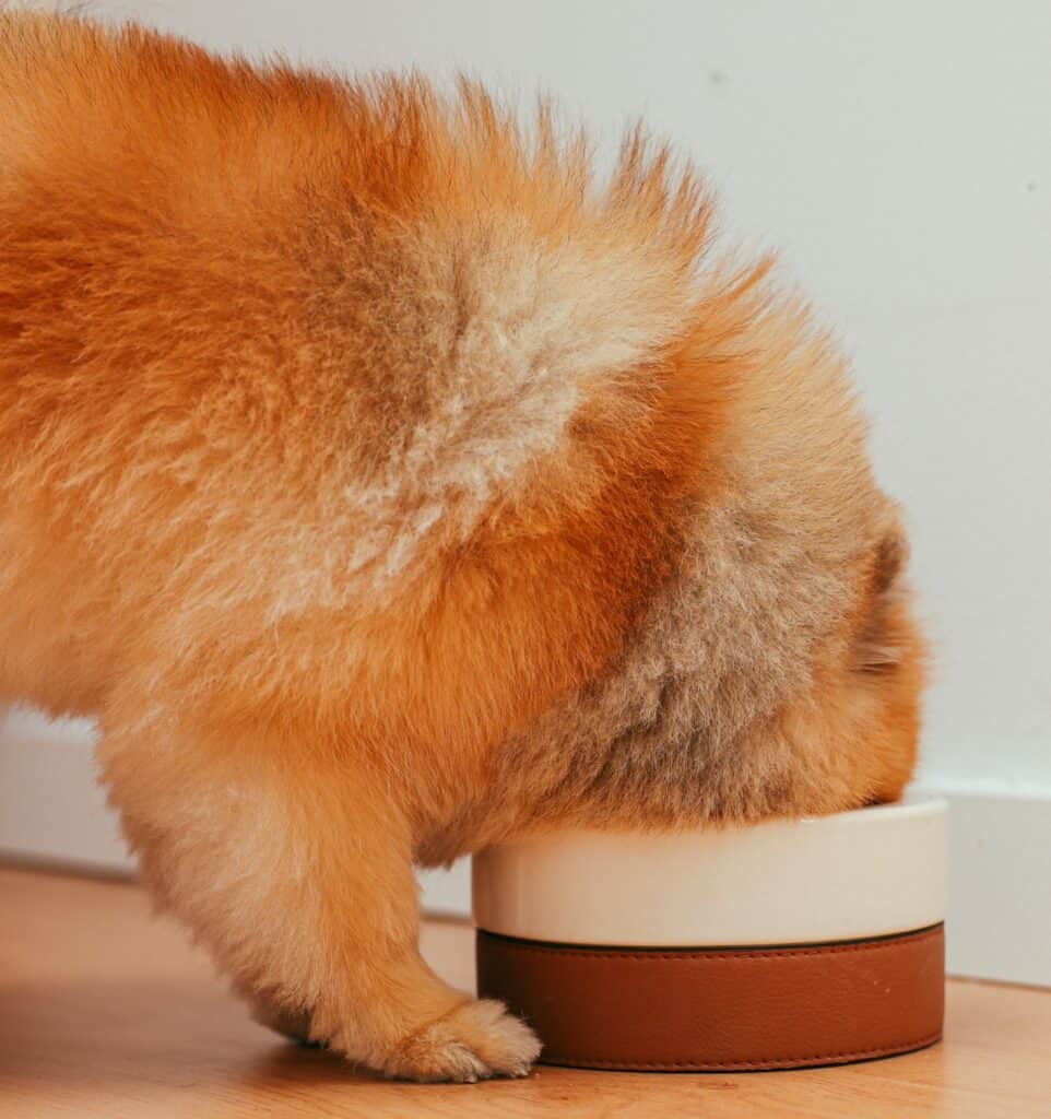 There are also raised ceramic slow feeder dog bowls to keep dogs from stooping so low