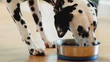 Turn any dog dish into a slow feeder for your dog