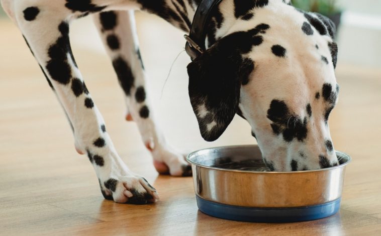Turn any dog dish into a slow feeder for your dog