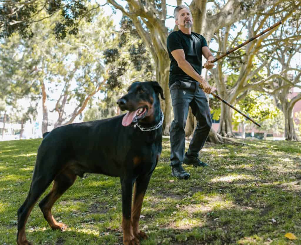 The Heeling stick is a dog training tool for teach competitive