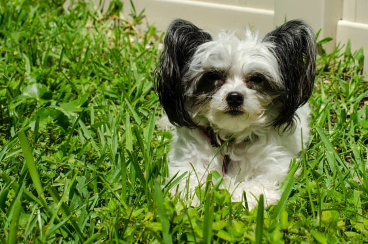 stainless steel slow feeder dog bowl