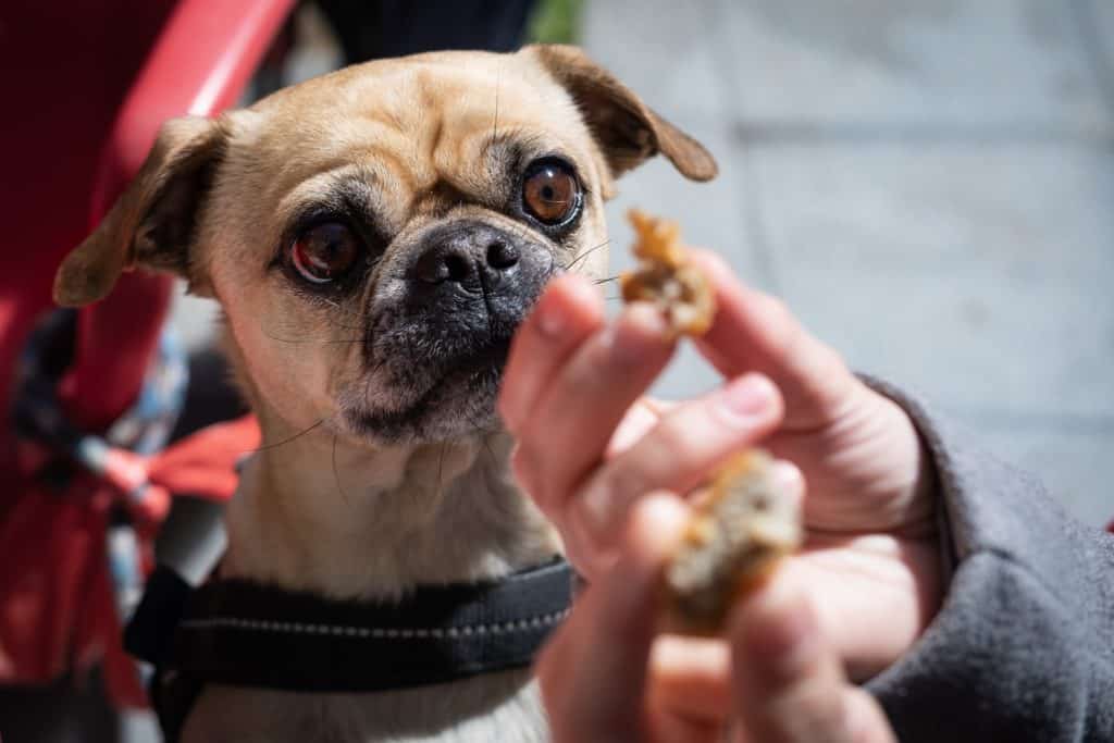 Food has always been effective in getting your dog's attention during training sessions