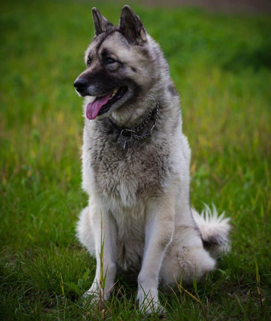 Give supplement for dogs to reduce shedding