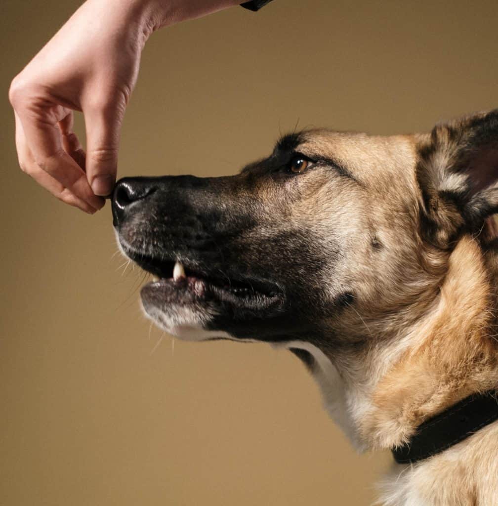 Home training to teach your dog basic commands