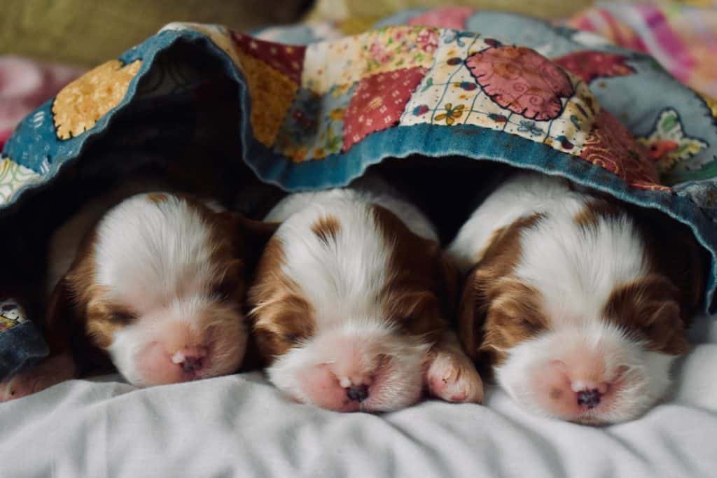 Newborn puppies