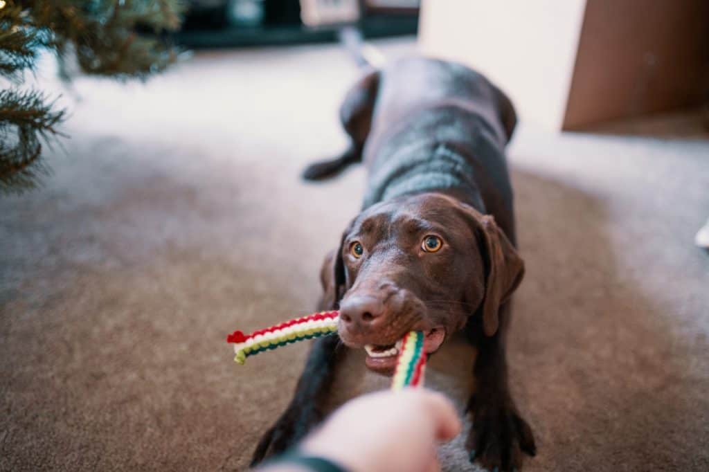 How to teach a puppy no and make your dog understand so his behavior will be easily corrected