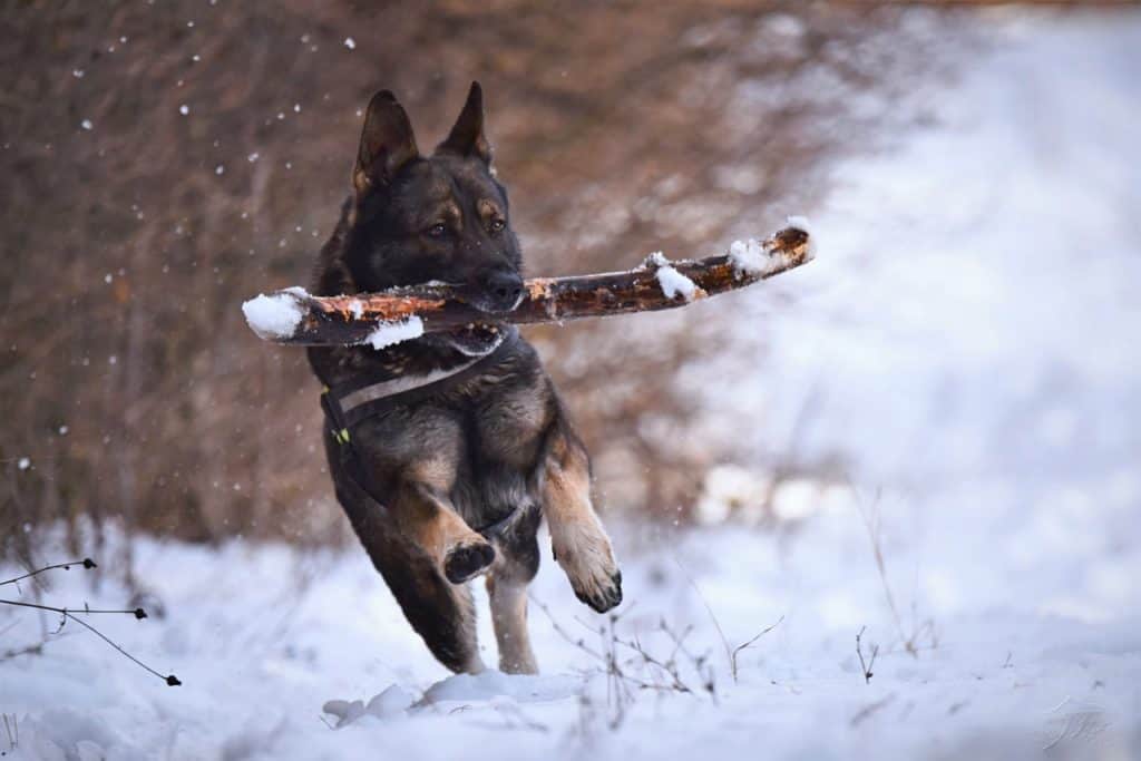 Praise your dog after doing good and give them dog food during breaks to keep them active