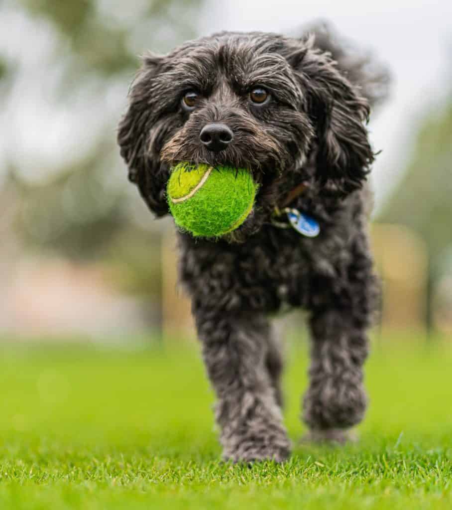 Punishment should be avoided when training puppies