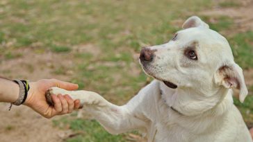 Vitamins for Senior Dogs