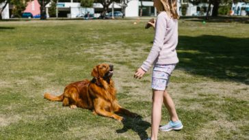 how to teach a puppy the no command