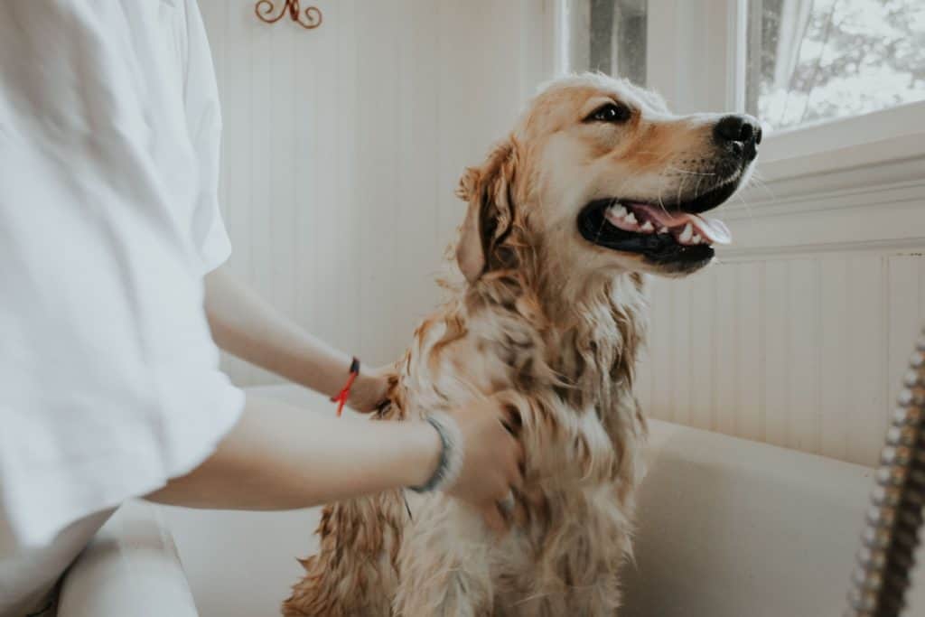 Bathing your pups always helps