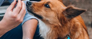 Best dog vitamins
