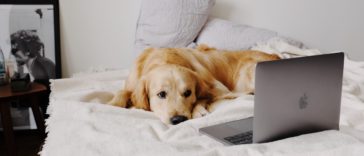 Online dog training