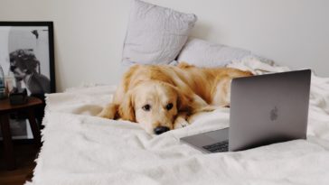 Online dog training