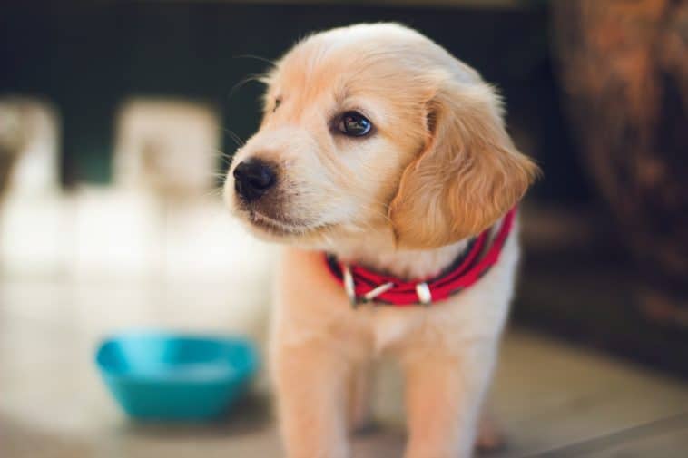 slow feed dog bowl