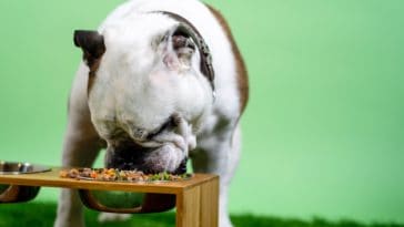 why does my dog eat so fast