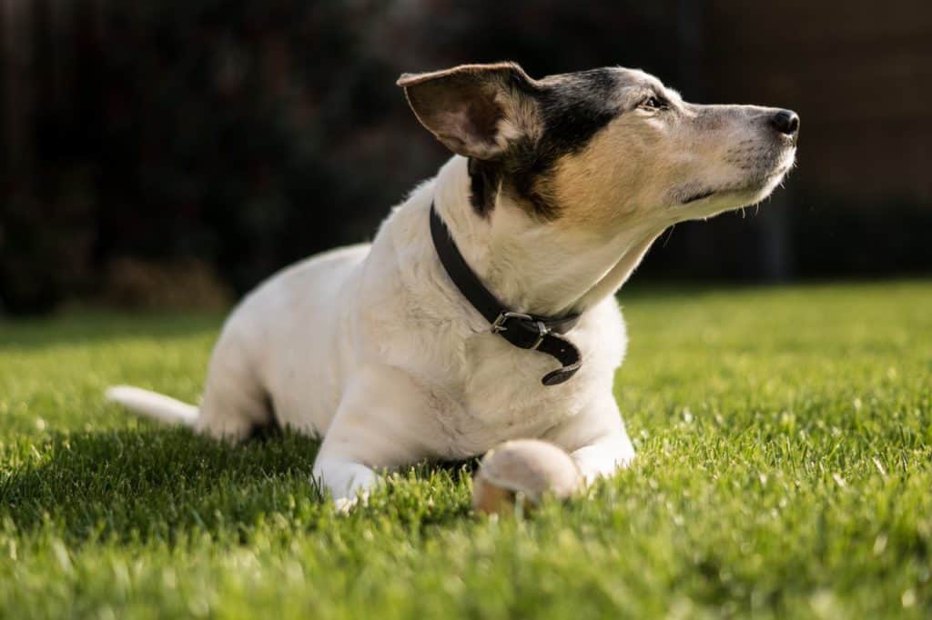 A collar does not only work on repelling fleas, it kills adult ticks too