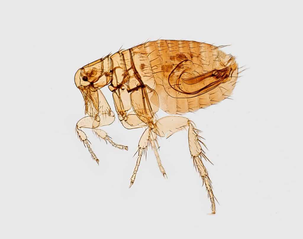 A rat flea can be a problem for your pet too