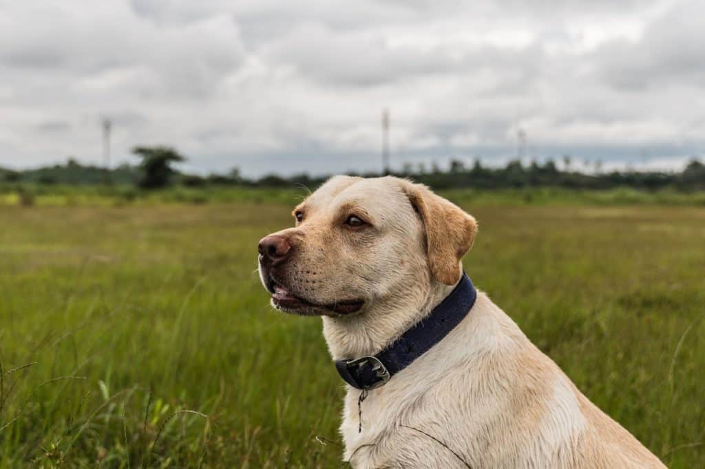 Collars work for tick protection too