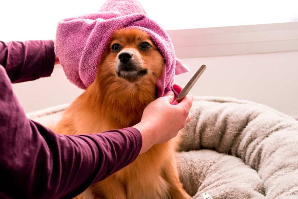 Regular grooming helps get rid of fleas