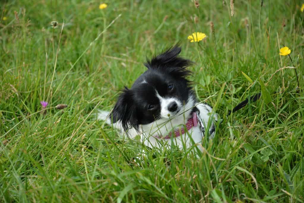 Dog loves to roll in the grass