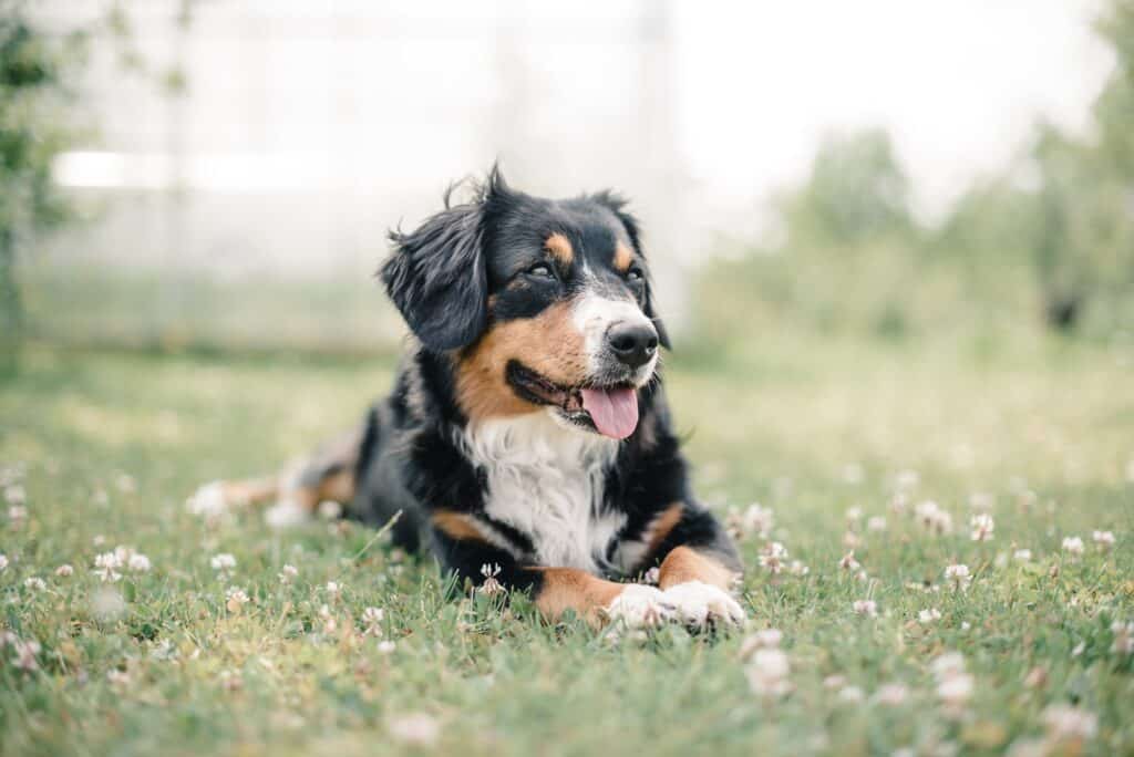 Drop the shaker on the ground to stop your dog rolling