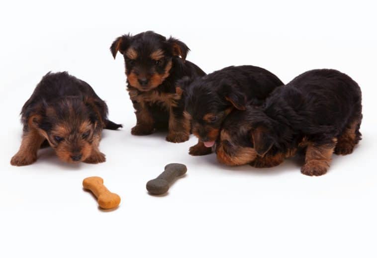 How Long Can A Puppy Go Without Eating