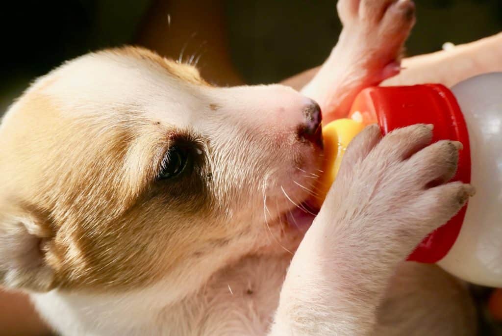 Puppies drink water through milk