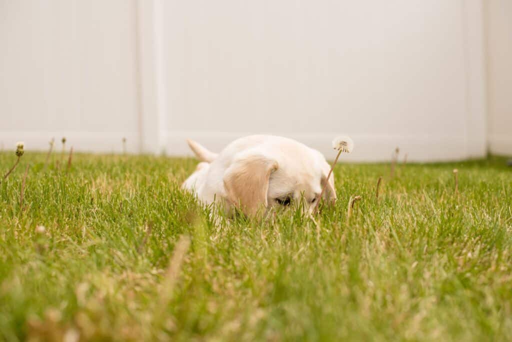 Some dogs love grass smell