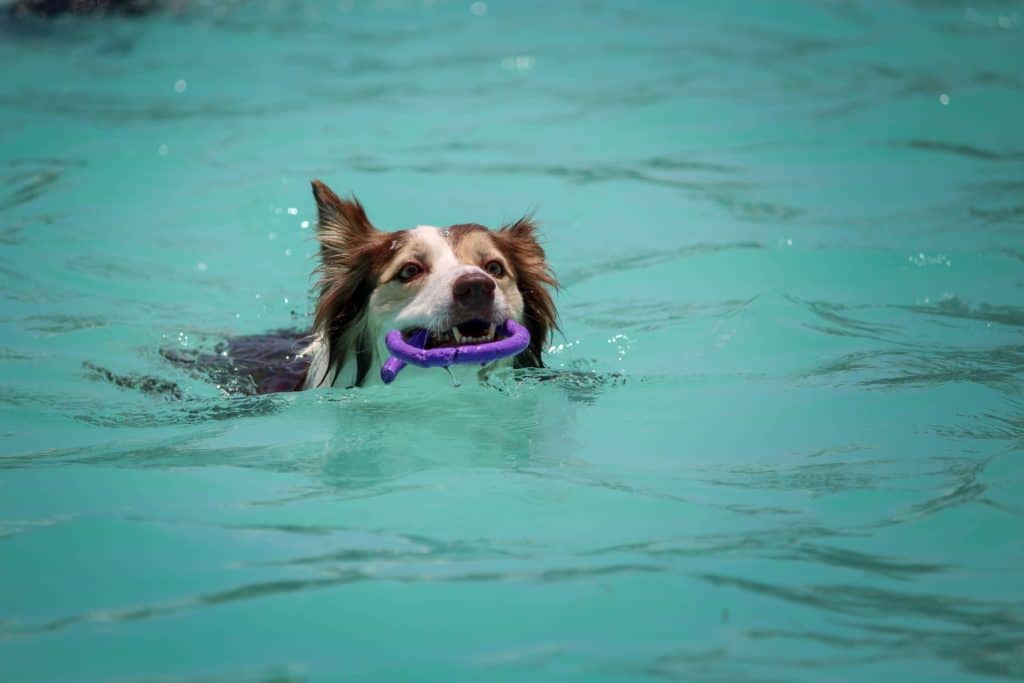 Toys in bright colors motivate your dogs to go and fetch