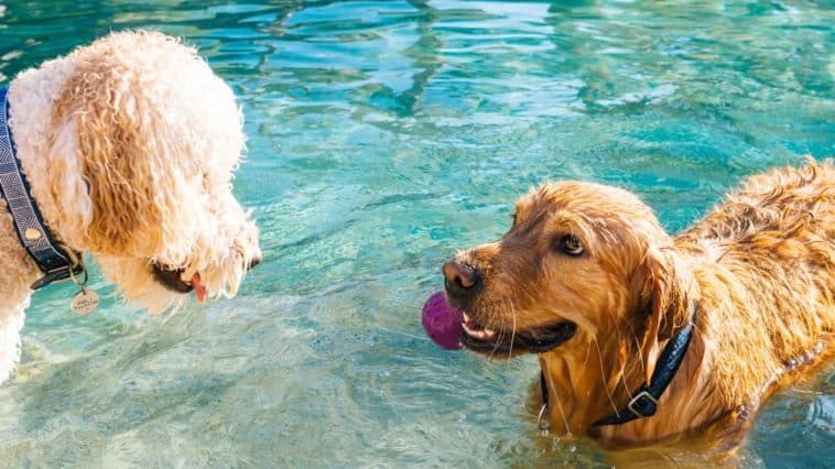 Water toys for dogs