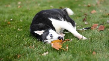 Why Do Dogs Roll In The Grass