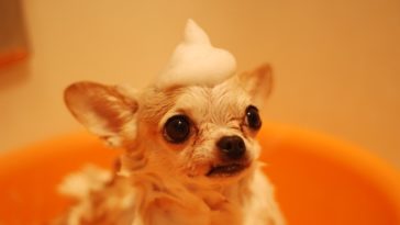 flea shampoo for dogs
