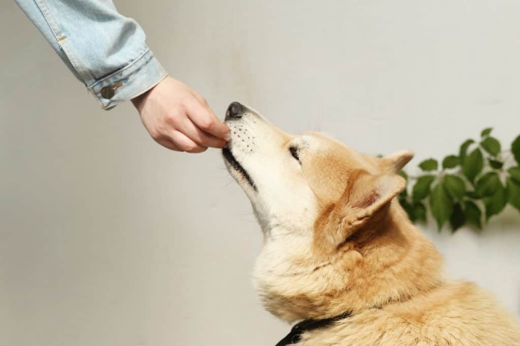 Reward your dog's obedience with food, treats or toys