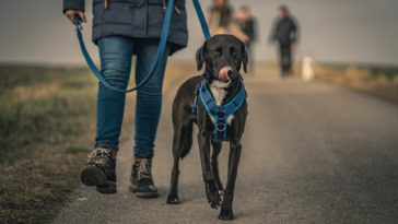How to train an older dog to walk on a leash