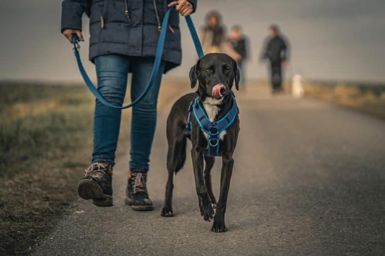 How to train an older dog to walk on a leash