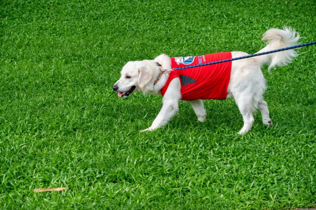 Leash training an older dog