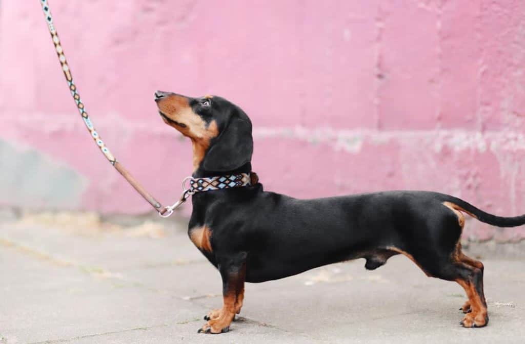 Train your dog to walk on collar and leash