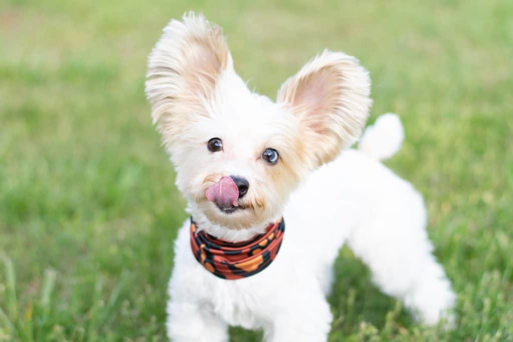 Dogs licking may be a sign of anxiety