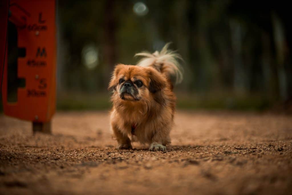 Off Leash