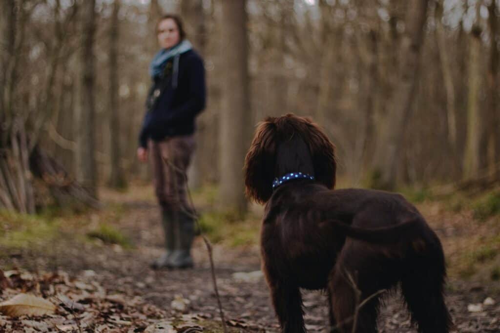 A pet looks at other's eyes to communicate