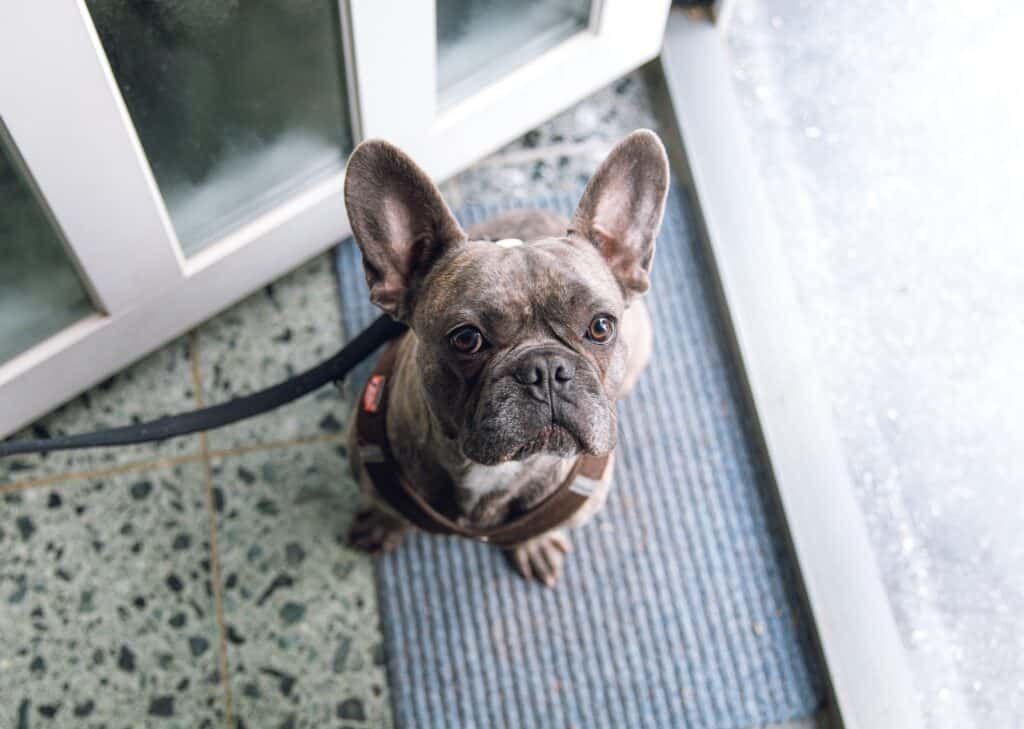 A pup on a leash and for a long time staring may be waiting to go on a walk