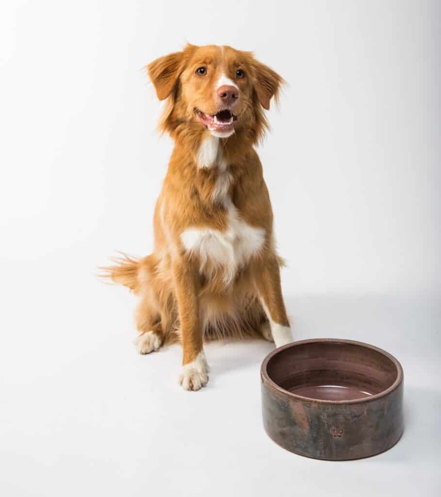 Dog staring, waiting to eat