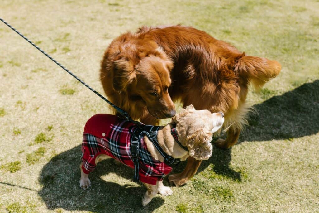 Dog starts barking during dog walks