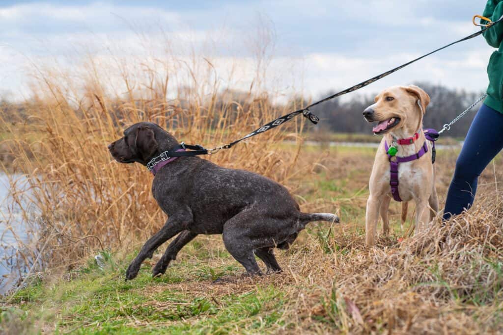 Dog training to teach dogs to walk calmly and avoid pulling on leash