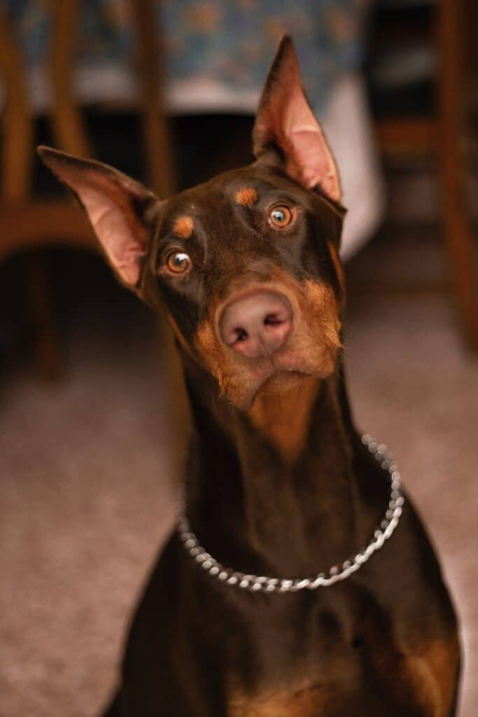 Dogs get in eye contact with their owners when they are confused